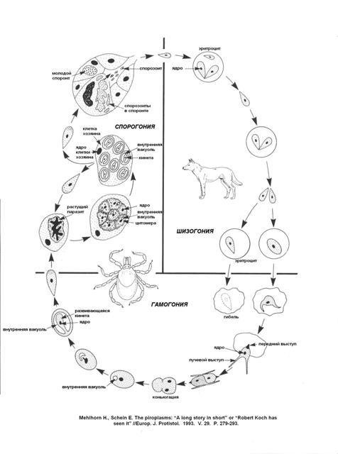Жизненный цикл бабезии схема